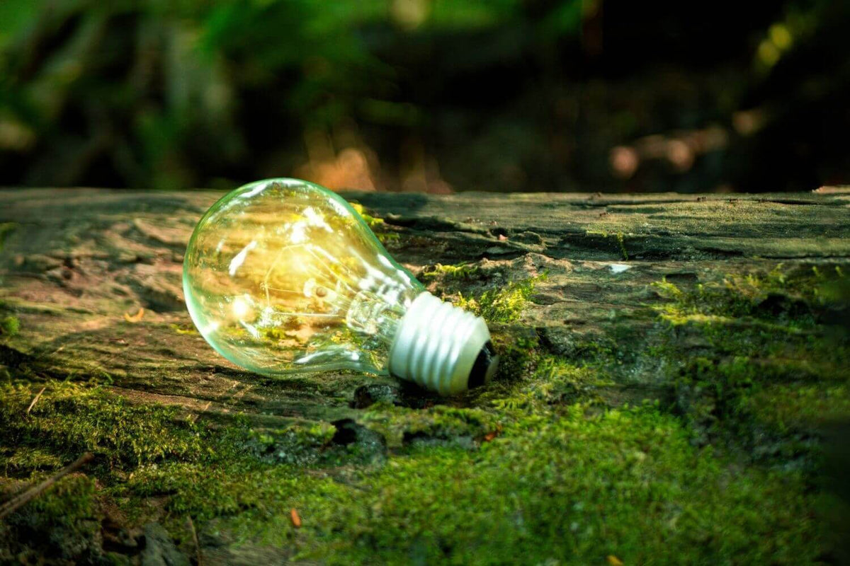 Glühbirne auf moosbedecktem Holz, symbolisiert nachhaltige Beleuchtung und umweltfreundliche Energiequellen.