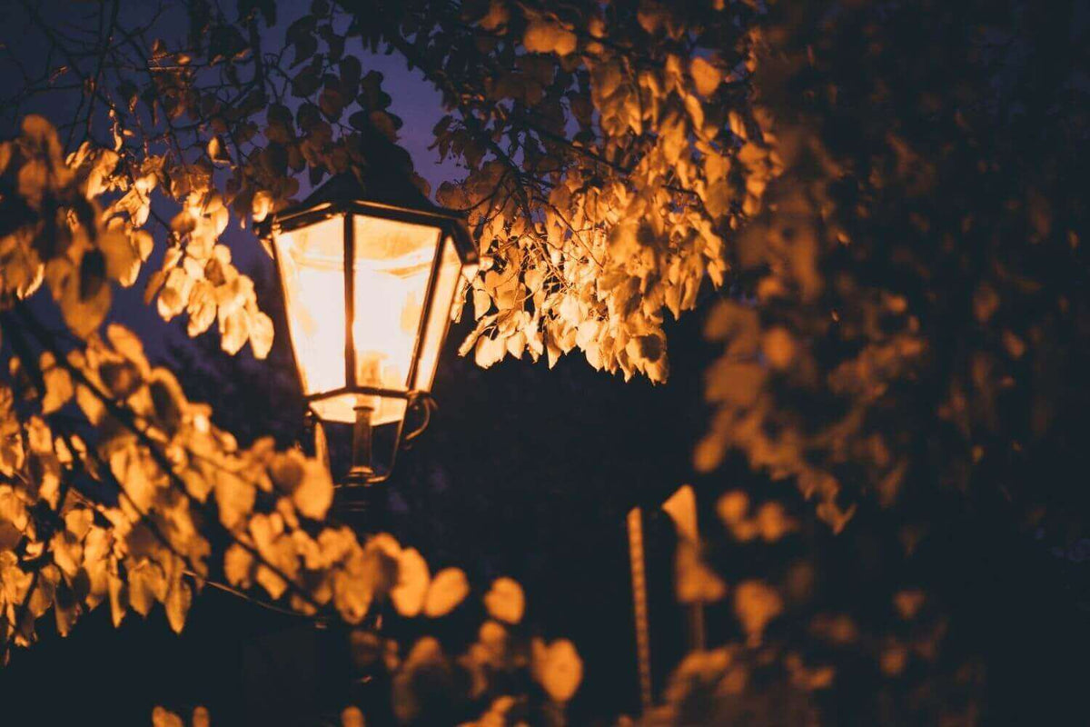 Laterne leuchtet durch laubbehängte Äste in der Herbstnacht, ideal für stimmungsvolle Inspirationen.