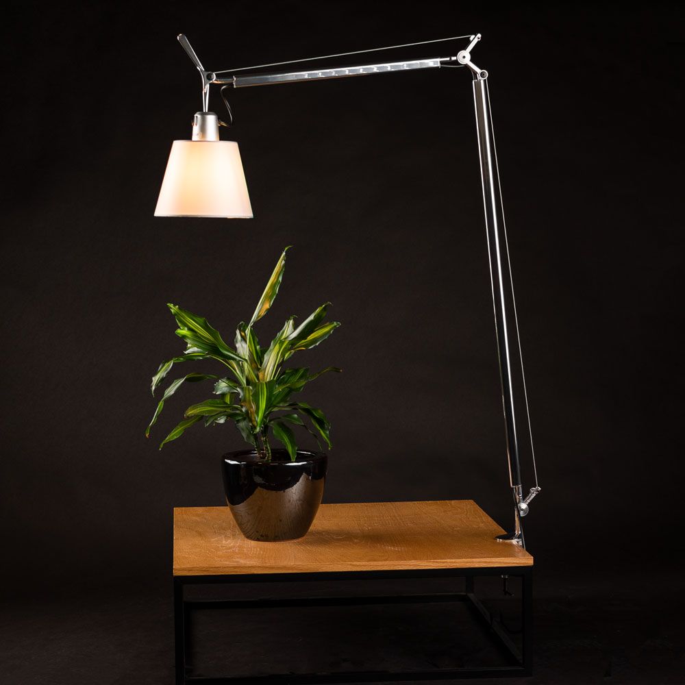 Artemide Tolomeo Basculante Tischlampe mit Pergament-Schirm und Pflanze auf Tisch.