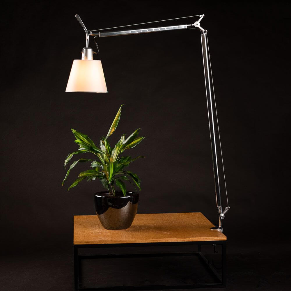 Artemide Tolomeo Basculante Tischlampe mit Pergament-Schirm und Pflanze auf Tisch.