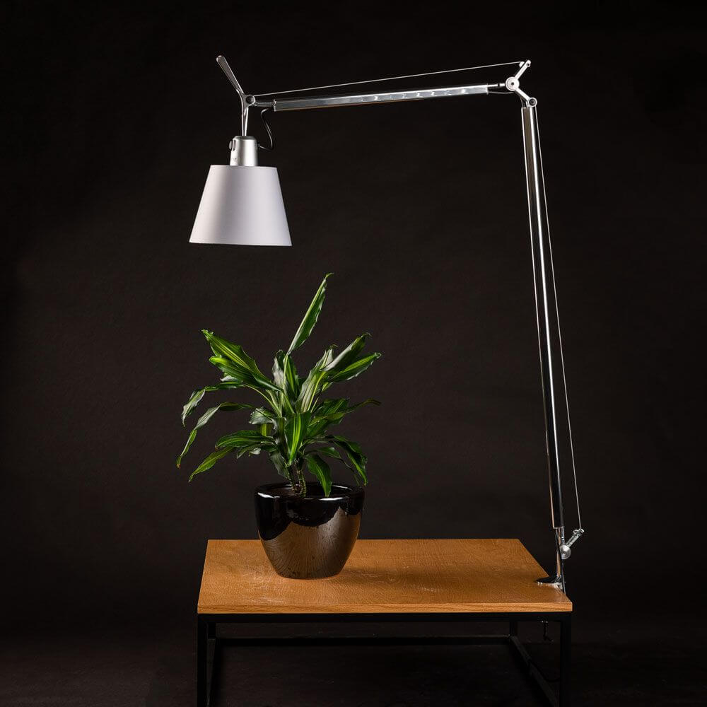 Artemide Tolomeo Basculante Tischlampe mit Pergament-Schirm auf einem Holztisch neben einer Pflanze
