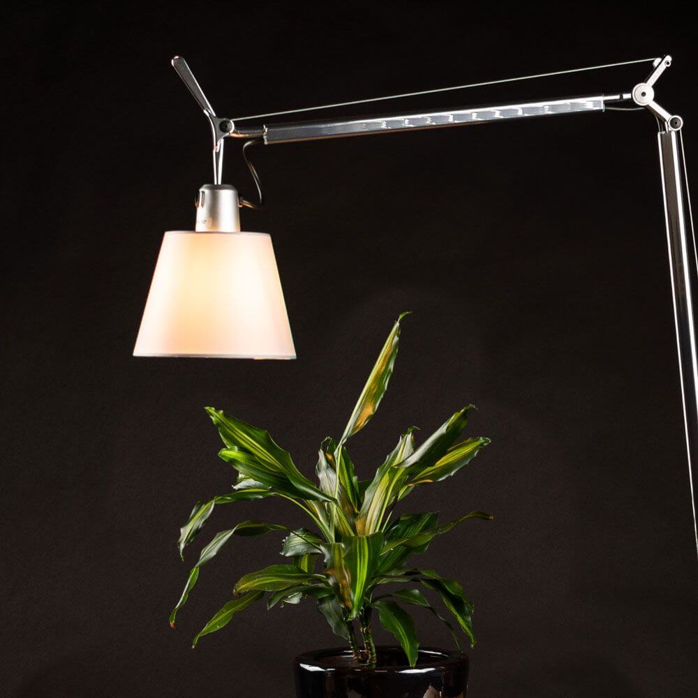 Artemide Tolomeo Lettura Basculante Stehleuchte mit Pergament-Schirm neben einer Pflanze auf dunklem Hintergrund.