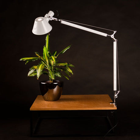Artemide Tolomeo Tavolo Tischleuchte in Weiß mit Pflanze auf Holztablett, ideal für Büro und Arbeitszimmer.