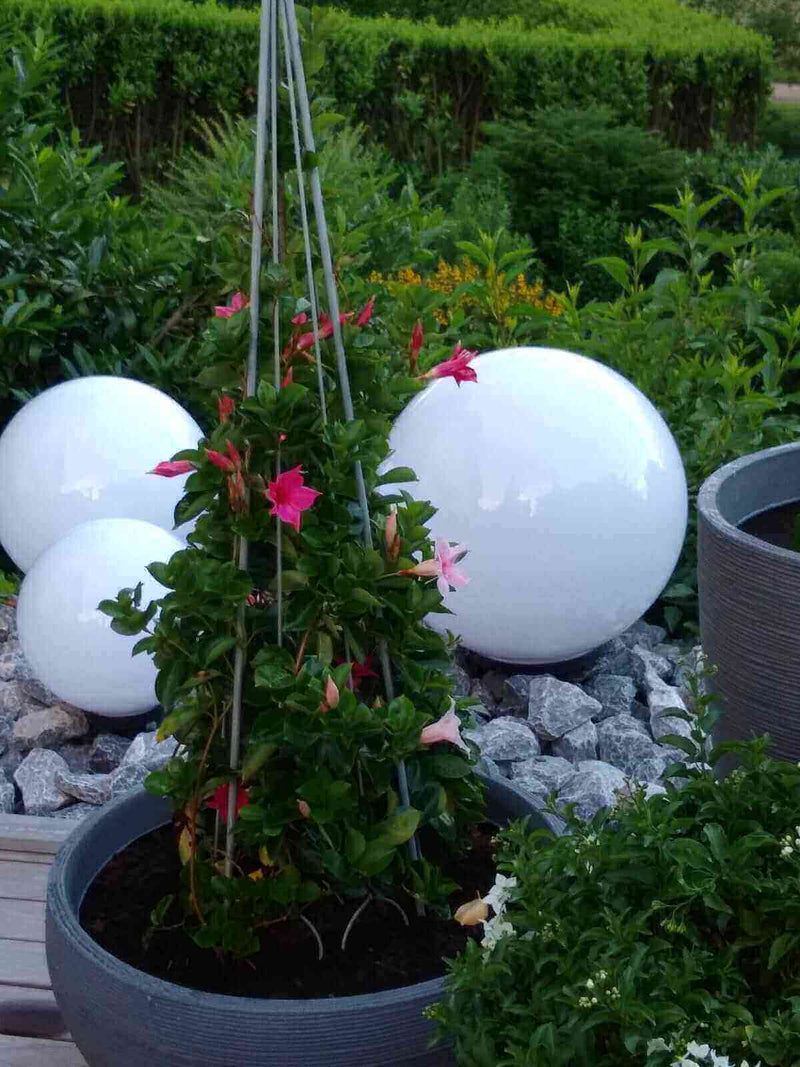 Schöne Pflanze mit rosa Blüten vor weißen Kugeln im Garten, umgeben von grünem Laub.