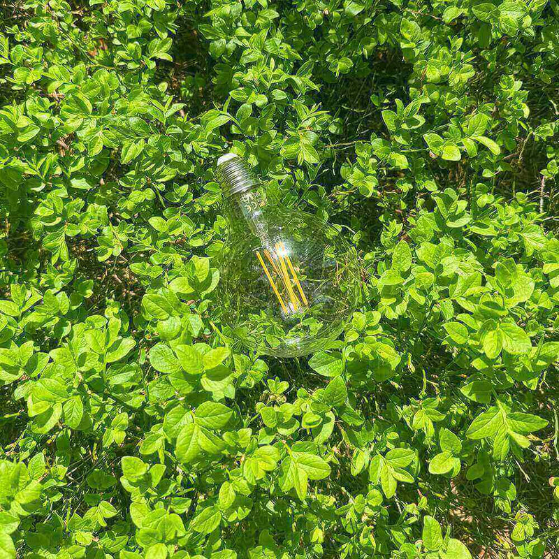 Glühbirne auf grünem Pflanzenhintergrund, symbolisiert natürliche Energie und Nachhaltigkeit.