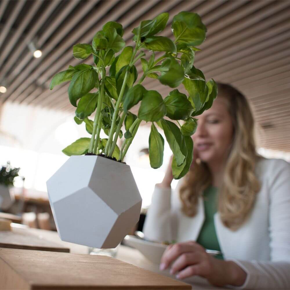 Lyfe Dekoplatte mit schwebendem Topf – pflanzlicher Dekor mit modernem Design im Fokus.