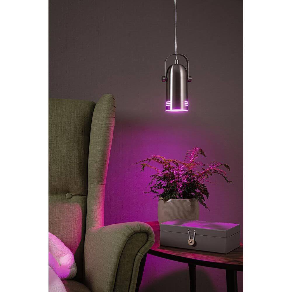 Neordic Pendelleuchte Lavea Metall Gebürstet mit pinkem Licht über einer Pflanze in einem Wohnraum.