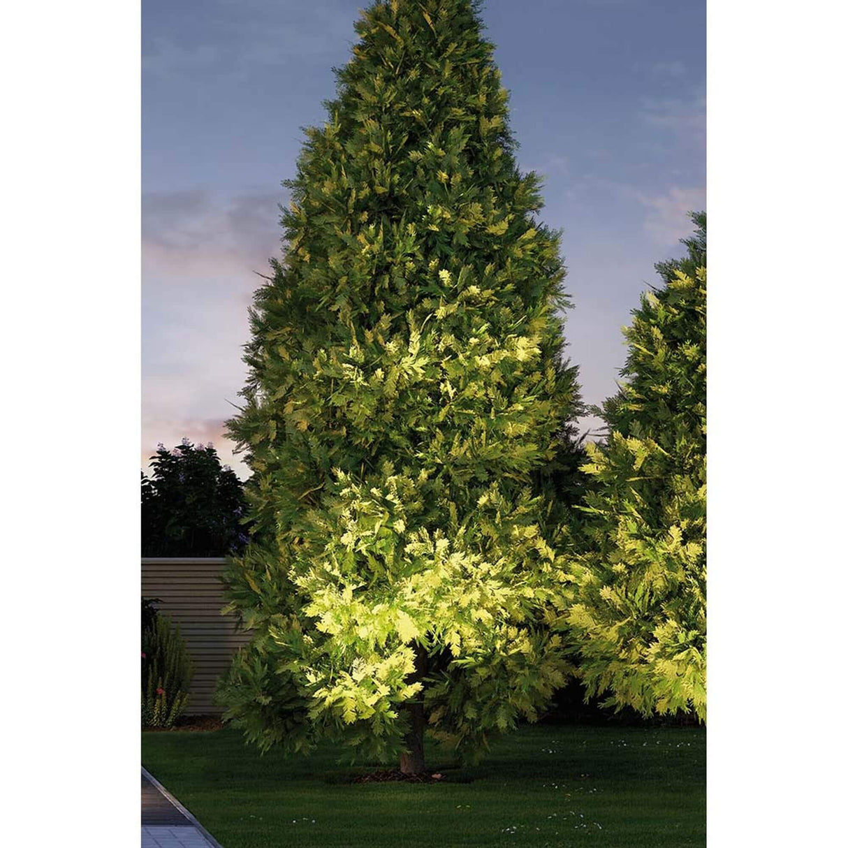 LED Plug & Shine Boden-Einbaulampe IP67 24V 609lm 3000K beleuchtet einen großen Baum im Garten.