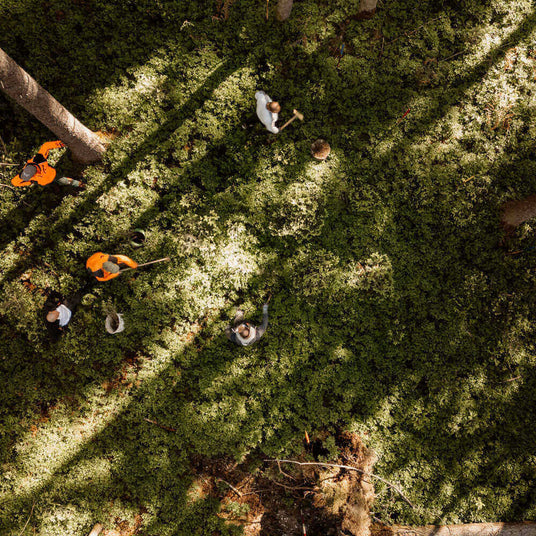 Gruppen von Menschen arbeiten im Wald, Schaufeln und Pflanzen im dichten Grün, Schatten der Bäume.