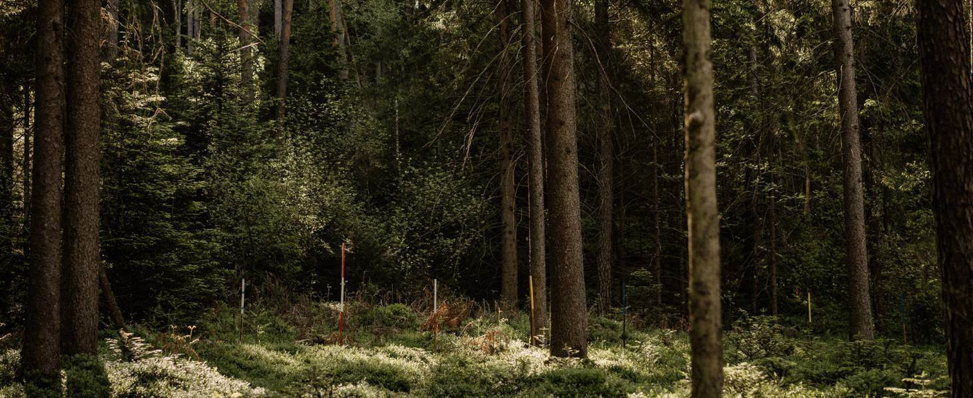 Dichter Wald mit hohen Bäumen und grünem Unterholz, Lichtstrahlen durch das Blätterdach.