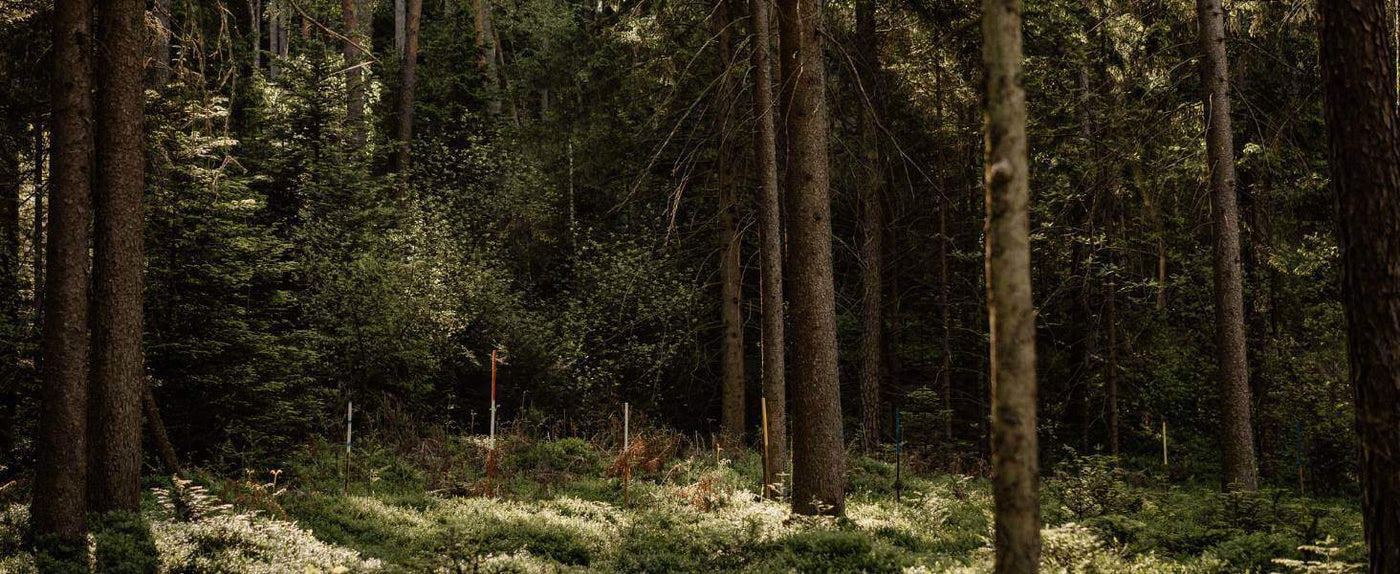 Dichter Wald mit hohen Bäumen und grünem Unterholz, Lichtstrahlen durch das Blätterdach.