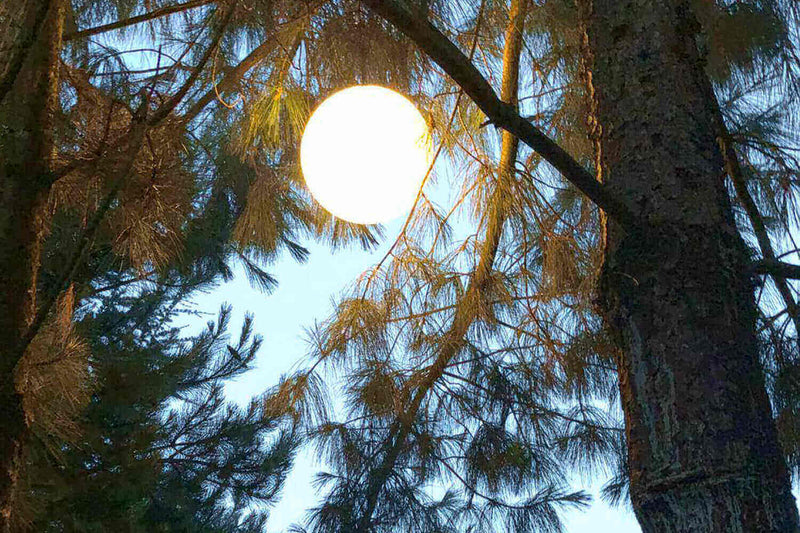 Sonne, die durch die Äste von Pinien scheint, vermittelt eine ruhige, friedliche Atmosphäre im Wald.