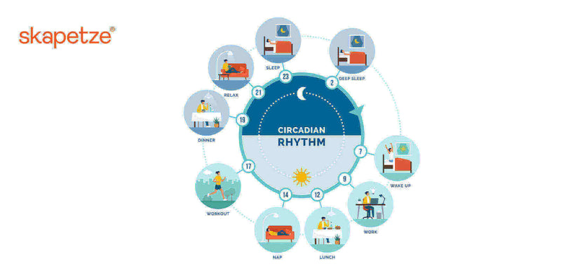 Illustration der zirkadianen Rhythmus-Tagesabläufe mit Tätigkeiten wie Schlaf, Arbeit und Mittagspause.