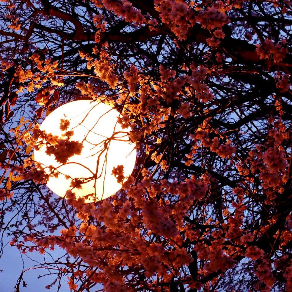 s.luce Lampada a sospensione Globe per interni ed esterni IP54 davanti a un albero fiorito al chiaro di luna
