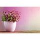 E14 4W LED Grow-Lampe Edition 1300K Reflektor Filament