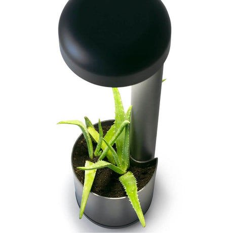 LED Wegeleuchte GROW 50cm 10W IP65 Dunkelgrau mit altem Pflanzentopf und Pflanzen.