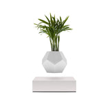 Plato decorativo Lyfe con maceta flotante