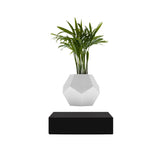 Plato decorativo Lyfe con maceta flotante