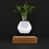 Plato decorativo Lyfe con maceta flotante