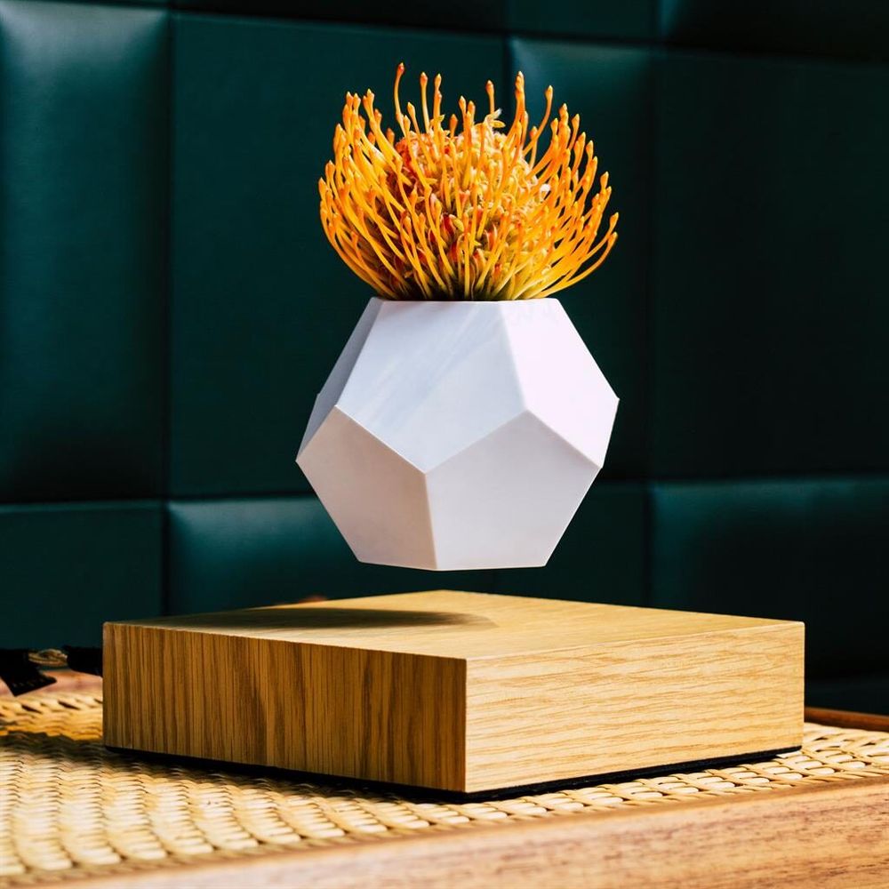 Plato decorativo Lyfe con maceta flotante