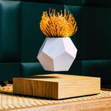 Plato decorativo Lyfe con maceta flotante