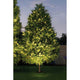 LED Plug & Shine Außen-Einbauleuchte IP67 24V 609lm 3000K an einem leuchtenden Baum im Freien.