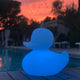Schwimmfähige Akku-LED-Ente Duck-Duck S in Gelb am Pool, leuchtend bei Sonnenuntergang.