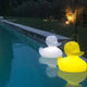Schwimmfähige Akku-LED-Leuchten in Entenform, eine weiße und eine gelbe, am Rand eines Pools bei Nacht.