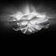Slamp LED Deckenlampe New Etoile 73cm mit eleganten und modernen Formen aus Lentiflex®.