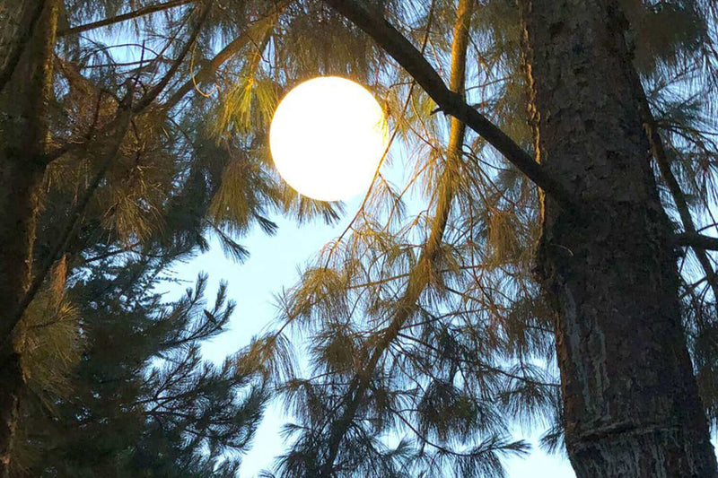 Sonnenuntergang zwischen Baumzweigen, goldenes Licht strahlt durch die Äste und Nadeln.